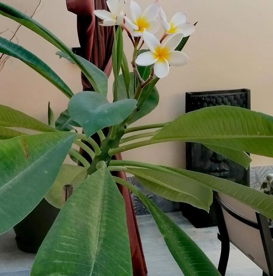 Mikalita Villa San Fernando Holiday home